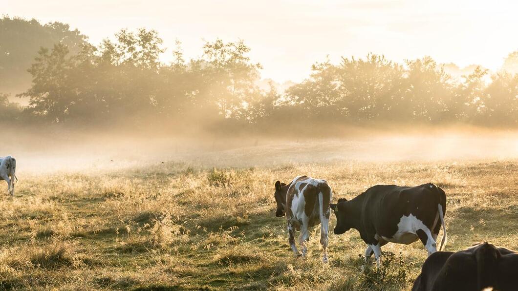 Zonnestralen over een weide